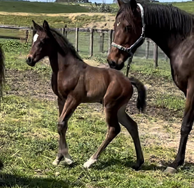 Danson Royal Elizabeth